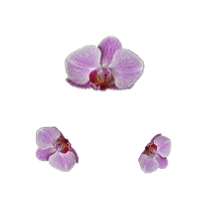orhideja
